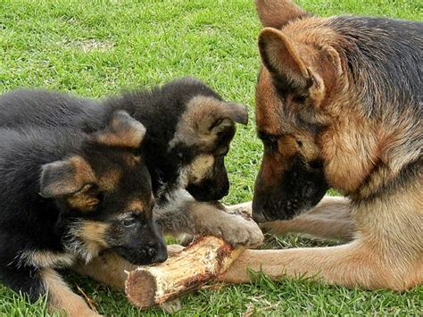 German shepherd puppies for sale. Registered German Shepherd Puppies for sale in South ...