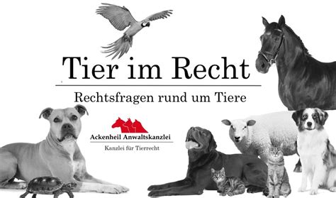 Tier Im Recht Anwalt Ihre Kanzlei Für Rechtsfragen Rund Um Tiere