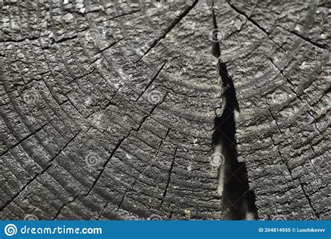 Wooden Pattern Of A Slice Of The Old Rotten Timber Stock Image Image