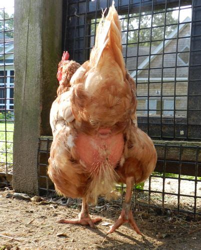 chickens have messy bottoms hencam