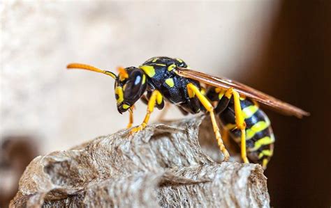 What Dallas Property Owners Ought To Know About Paper Wasps