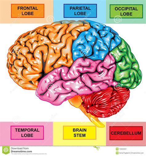 Opinión Del Lateral Del Cerebro Humano Imagen De Archivo Imagen 15934551
