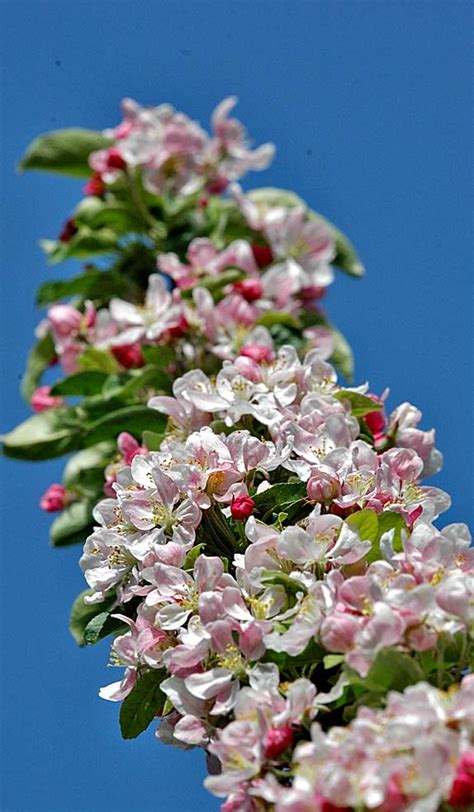 A Digital Botanic Garden Malus X Zumi Var Calocarpa Golden Hornet