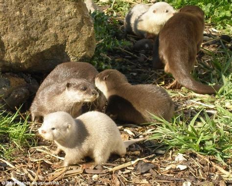 Ring Of White Water The Albino Otter Cubs Who Leave The Rest Of The