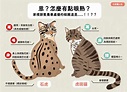 窩窩 wuowuo - 石虎到底長怎樣？窩窩設計師這就來「比一比」，讓你一眼辨識 #石虎 與 #貓...