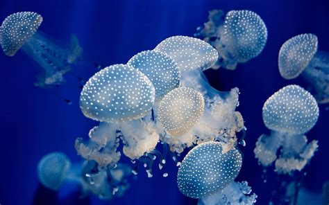Group Of White Jelly Fishes Jellyfish Animals Hd Wallpaper
