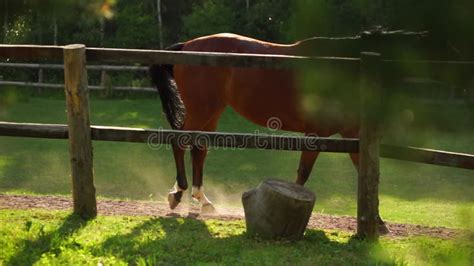 Horses Grazing In The Paddock At Sunset 2 Stock Video Video Of