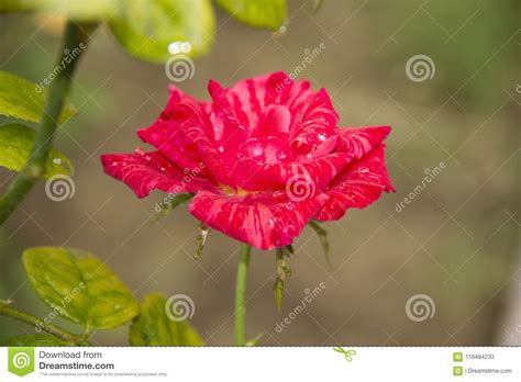 A Rose Pink Flower Mawar Berduri Bunga Mawar Stock Image Image Of Nature Garden 116484233