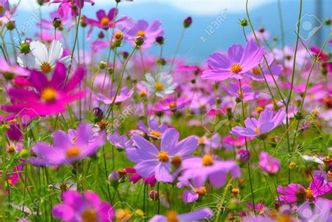 Related Image Cosmos Flowers Taichung Beach Wallpaper Flower Field