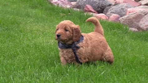 Go to www.buckeyepuppies.com for more information about these adorable mini goldendoodle puppies! Penny's F1 Mini Goldendoodle Puppies on 4/25/2017 - YouTube