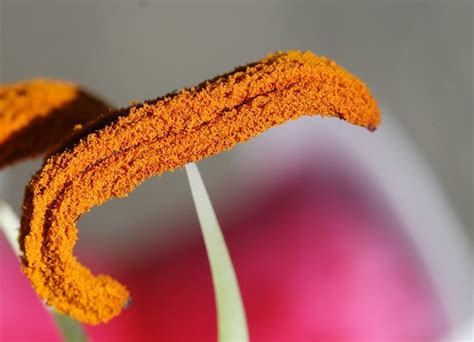 Orange Pollen Bob4ta Flickr