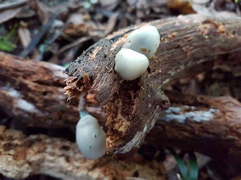 Magic Mushroom Season Nz 2017 Mushroom Hunting And
