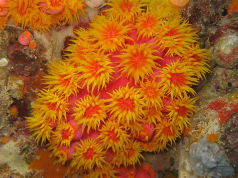Great Barrier Reef Australia Orange Corals