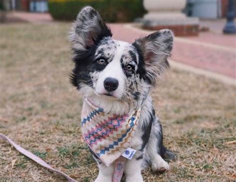 Blue merle fluffy cardigan corgi puppy navy. Blue merle fluffy cardigan corgi puppy Navy. Follow ...