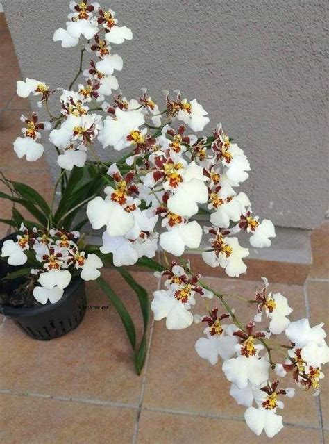 Buy White Oncidium Orchids Online White Dancing Girl Orchids For Sale