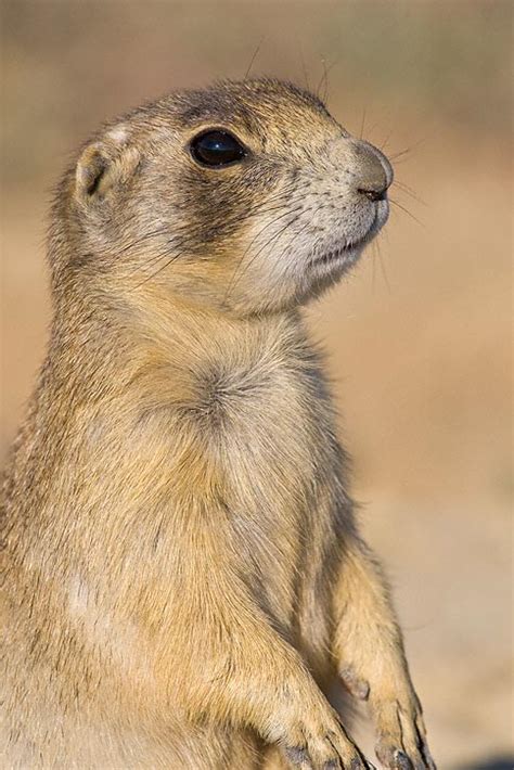 White Tailed Prairie Dog Cynomys Leucurus