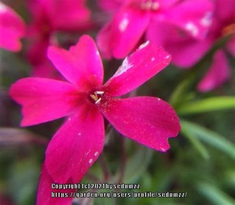 Photo Of The Bloom Of Creeping Phlox Phlox Subulata Scarlet Flame
