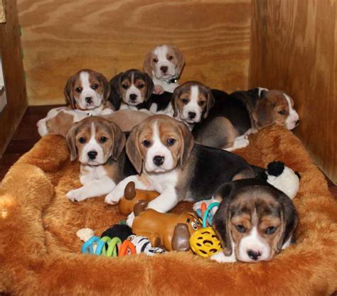 Beagles live on average 12 and a half years, which is a pretty good length of time for a purebred dog. Beagle Adoption | PETSIDI