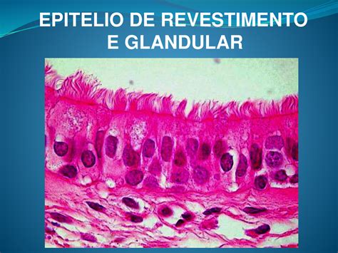 Aula Ii De Histologia Epitelio De Revestimento E Glandular Aula Ii De