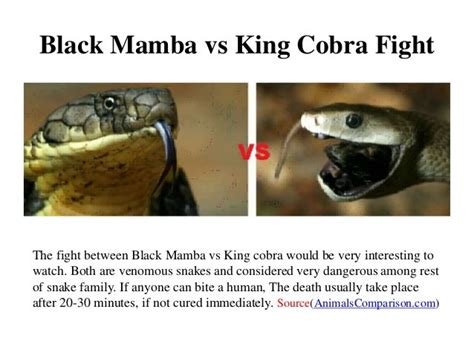 Black Mamba Vs King Cobra Fight Comparison