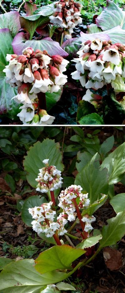 Hoo House Nursery Bergenia Bressingham White