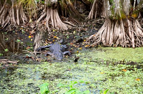 Corkscrew Swamp Sanctuary A Wildlife Gem In Naples Florida