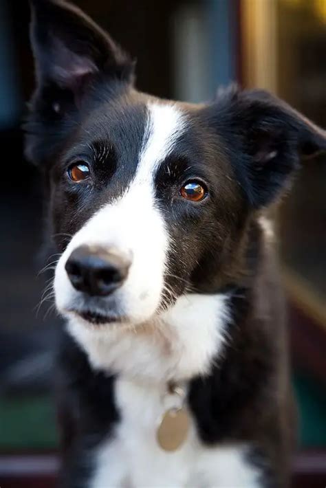 The 23 Cutest Pictures Of Short Haired Border Collies The Paws