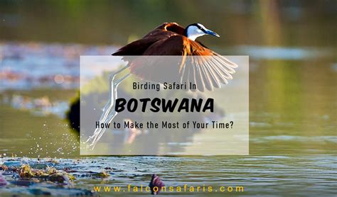 Birding Safari In Botswana How To Make The Most Of Your Time