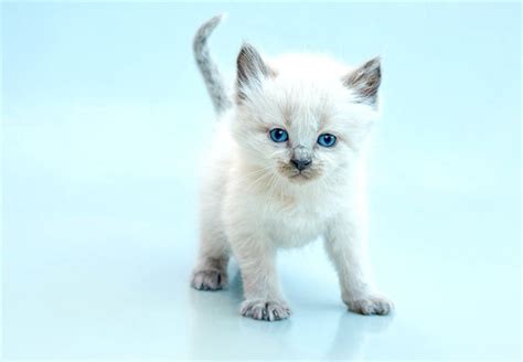 5 Things To Know About Balinese Cats Petful Balinese Cat Cats
