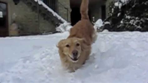 Dogs Playing In The Snow Youtube
