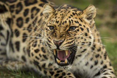 Leopard Facts, Info, Video and Pictures Learn More