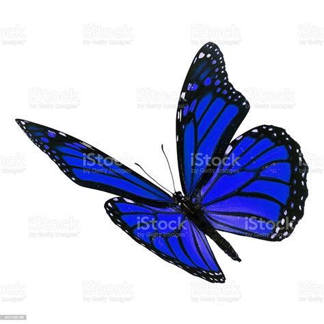 Beautiful Blue Monarch Butterfly Stock Photo Download Image Now