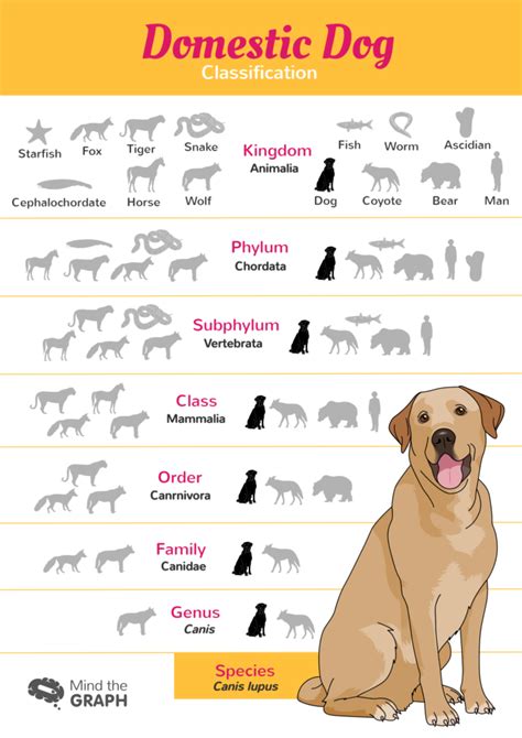 Dog Evolution A Scientific Infographic Of Our Best Friend Mind The