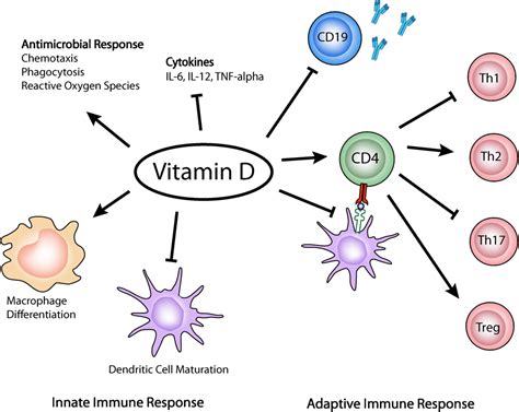Frontiers Immune Response Modulation By Vitamin D Role In Systemic