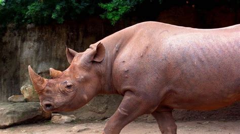 Western Black Rhino Extinct Abc Listen