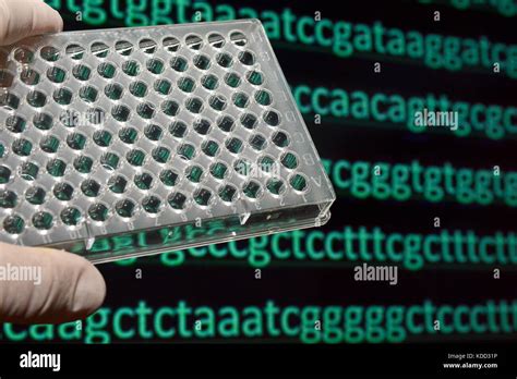 Sequencing The Genome Sequence Of Nucleotide Bases In Dna Stock Photo