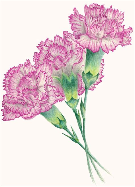 232x233 carnation flower cliparts clip art. carnations | Carnation drawing, Carnation flower tattoo ...