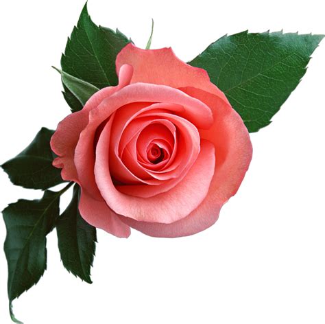 Pink Rose Png Image Free Picture Download Transparent Image Download