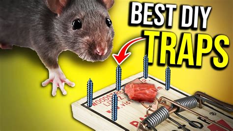 BEST DIY RAT TRAPS THAT WORK 1000 Rat Trap Challenge Best Rodent