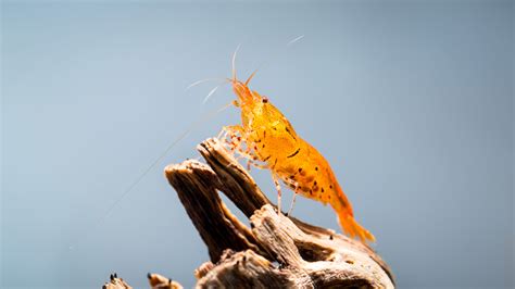 Aquarium Macro Photography Of Ornamental Shrimp Photo Tips For Beginners
