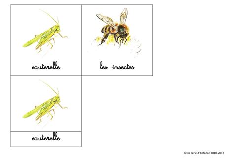 Imagier Les Insectes