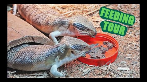 Blue Tongue Skink Feeding Tour Youtube