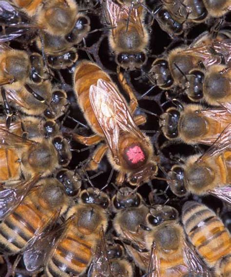 What Does Queen Bee Look Like Bee Carolinahoneybees Hives Honeybees