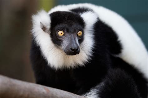 Black And White Ruffed Lemur Zoo Atlanta