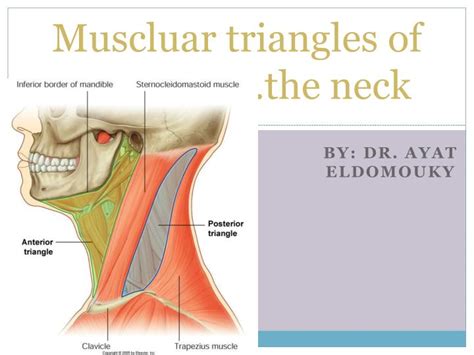 Ppt Muscluar Triangles Of The Neck Powerpoint Presentation