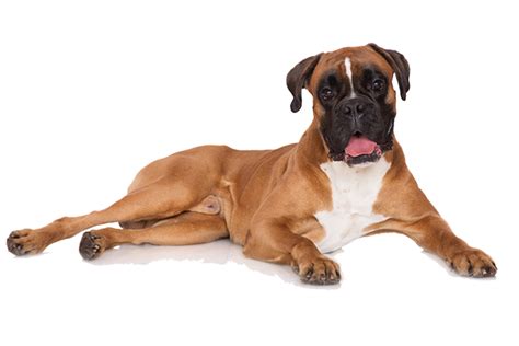 Protein requirements for boxer puppies. Best Dog Foods for Boxers - Puppy, Adult & Senior Dog ...