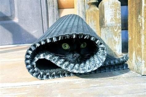 18 Stealthy Animals Doin Themselves A Sneak Cuteness