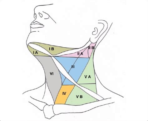 Diagrammatic Schema Of The Neck Showing Nodal Levels An Open I