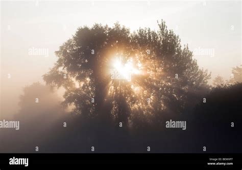 Sunbeams Through Foliage Hi Res Stock Photography And Images Alamy