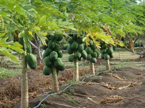 Papaya Farming Techniques Cultivation Tips A Full Guide Agri Farming
